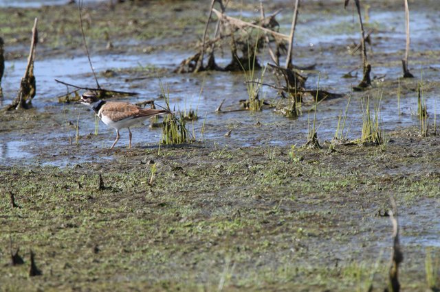 Killdeer Wading in Shallow Wetland Waters