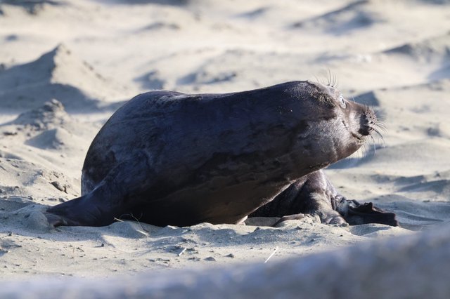 Northern Elephant Seal Pup Nursing on Sandy Beach