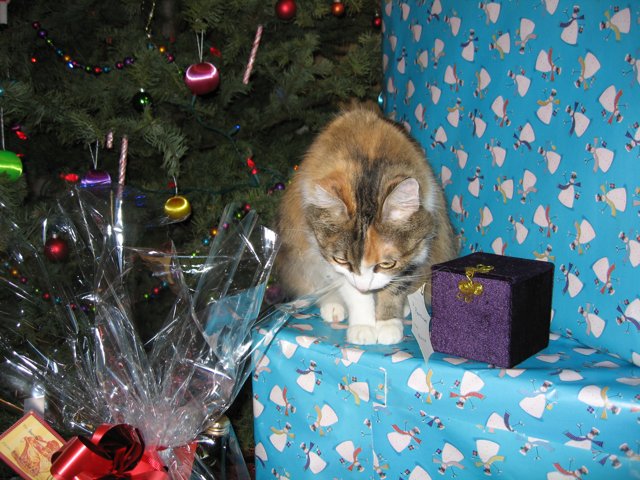 Feline Gift Guardian