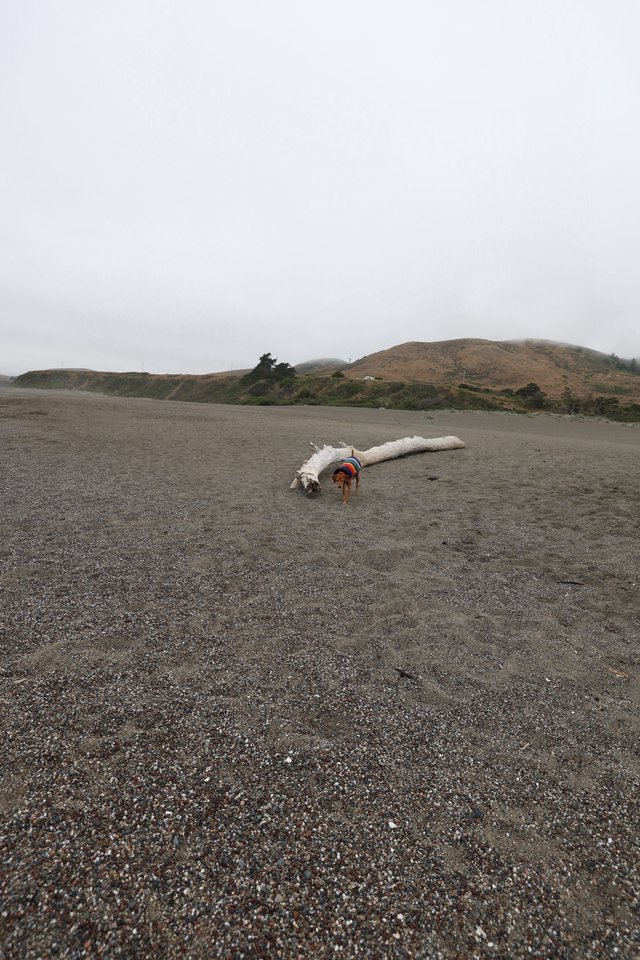 Small Dog Explores Driftwood on Foggy Northern California Beach