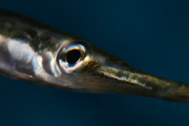 Long-toothed Fish