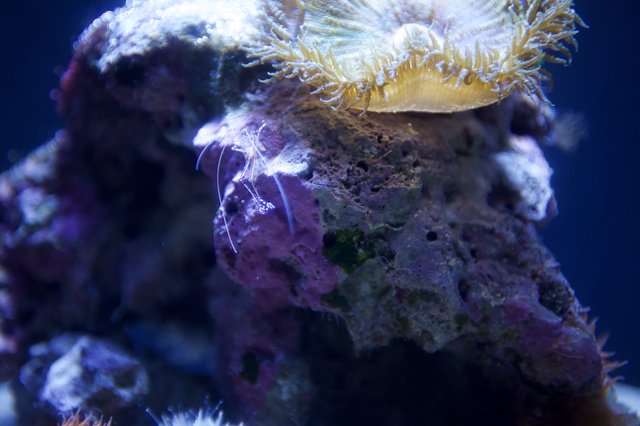 Vibrant Marine Life: Purple Anemone and Yellow Coral Polyps