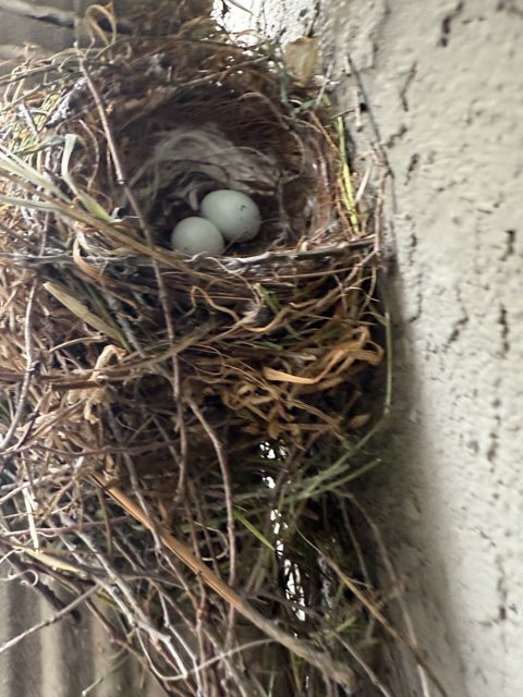 Nestled Beginnings