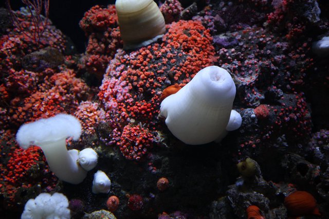 Vibrant Coral Reef with White Sea Anemones