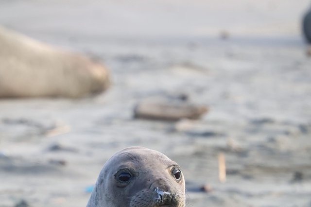 Curious Elephant Seal Pup at Drakes Beach