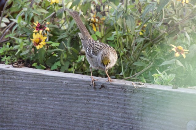 Sparrow's Serenity at Fort Mason