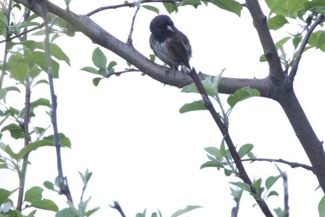 A Quiet Perch