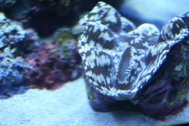 Majestic Clam Shell in the Reef