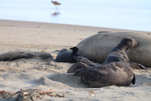 Elephant Seals Resting on Drakes Beach with Crow