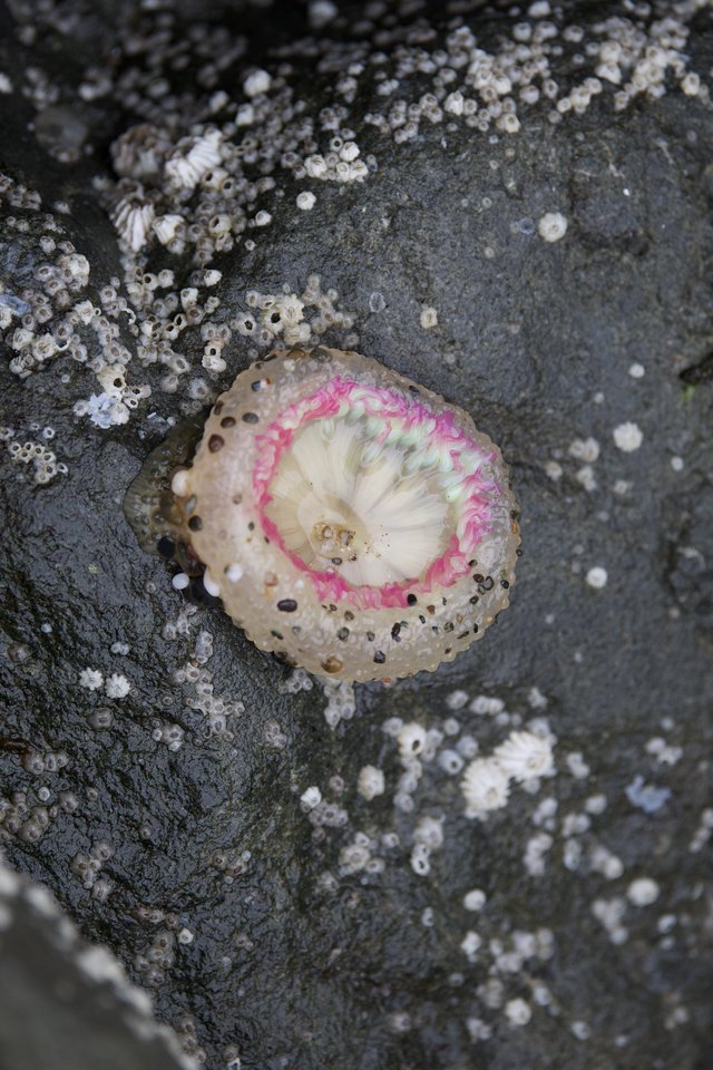 Vivid Pink Anemone Exposed at Low Tide