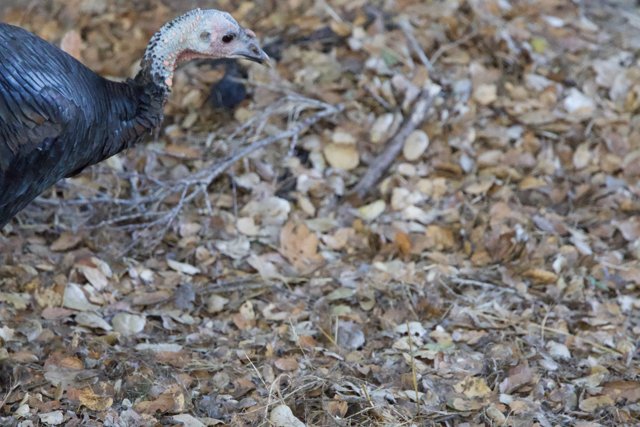 Wild Turkey Amidst Autumn Leaves