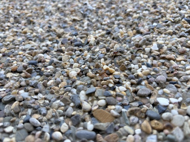 Hidden Life Amidst Pebbles