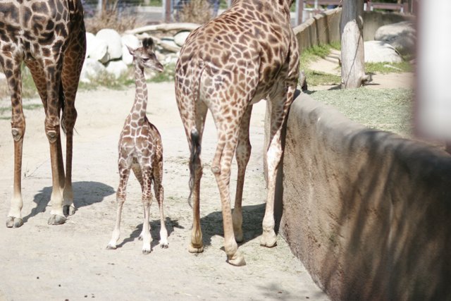 Adorable Baby Giraffe at the Zoo
