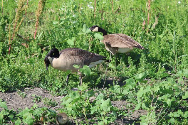 Canada Geese Pair Foraging in Wetland Vegetation