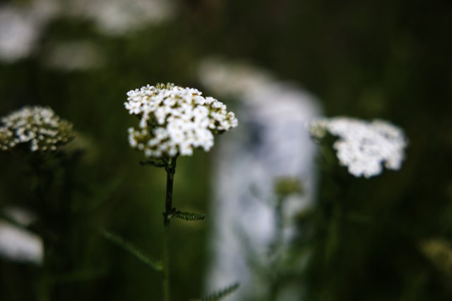 Delicate White Blossoms