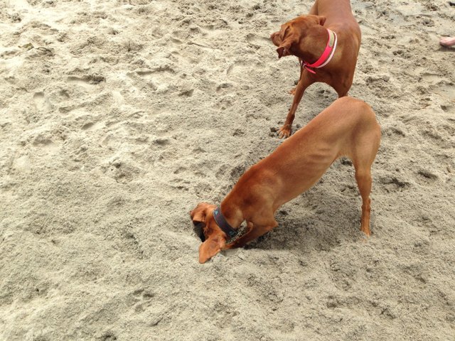 Sand-loving Canines