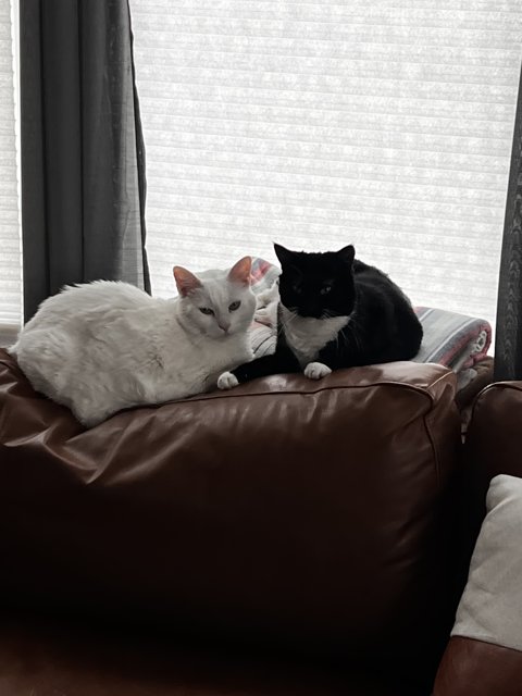 Two Feline Couch Potatoes