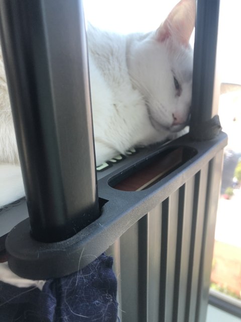 The Serene Life of a White Cat