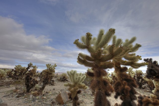 Lone Cactus in a Sunlit Desert