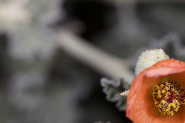 Vibrant Orange Flower