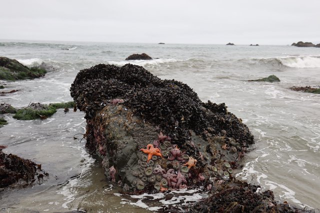 Vibrant Tide Pool Life on Mussel-Covered Rock
