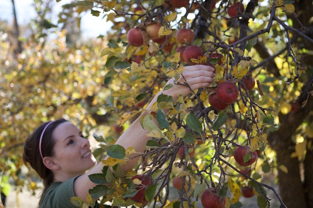 Woman Harvesting Red Apples in Autumn Orchard