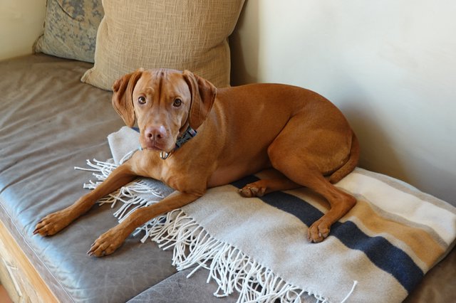Cozy Vizsla Relaxing on Living Room Sofa