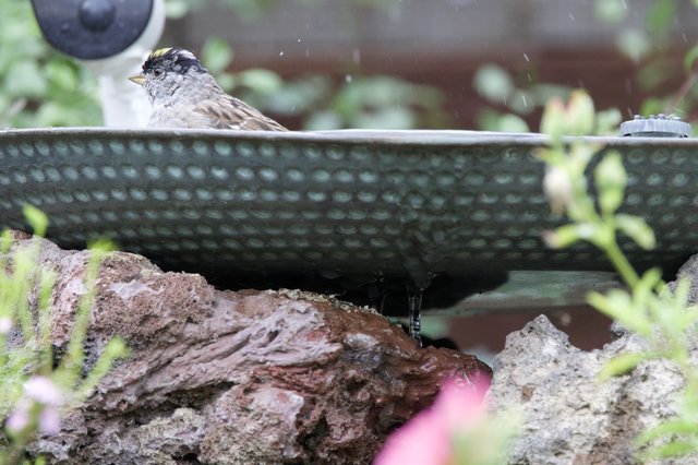 Golden-Crowned Sparrow Bathing in Garden Water Feature