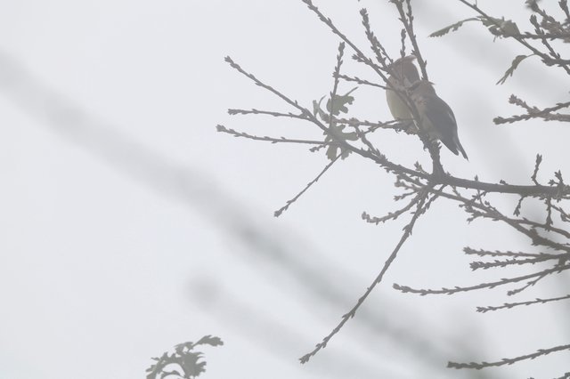 Sparrow Perched on Winter Branch in Fog