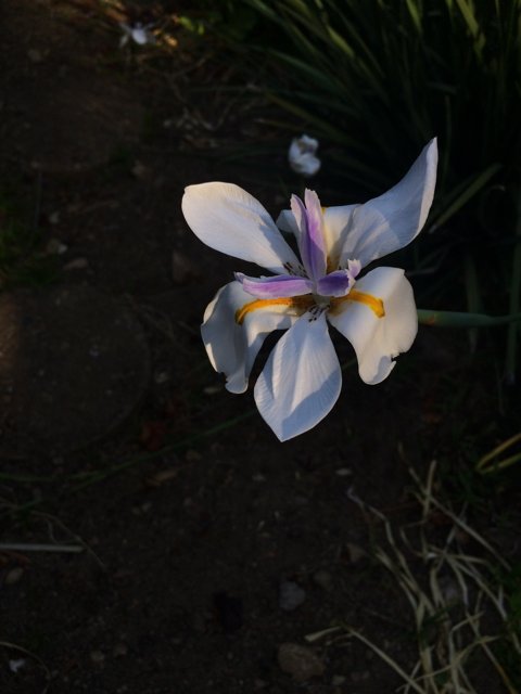 Radiant White Flower in Altadena