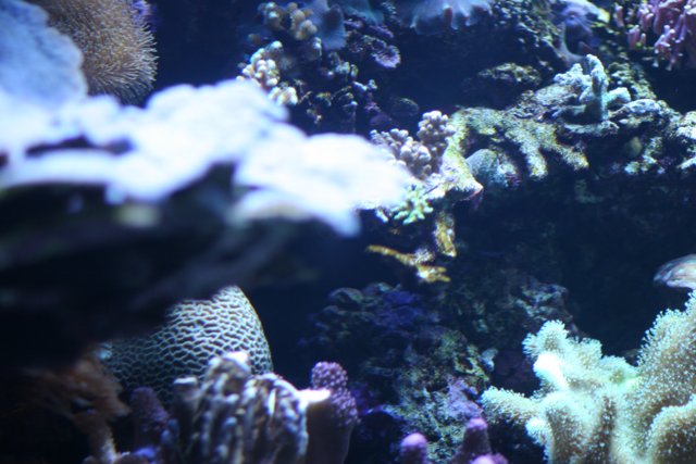 A Diverse Community in the Coral Reef