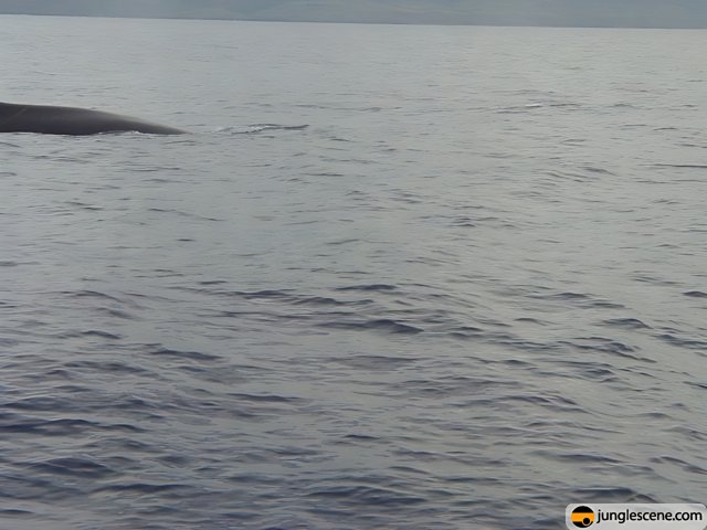 Majestic Humpback Whale in the Ocean