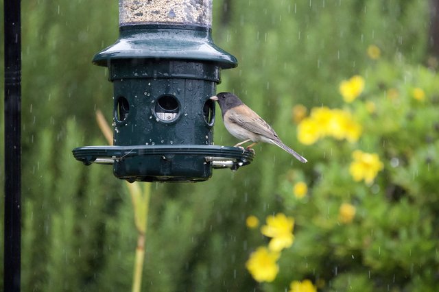 Junco Feeding at Bird Feeder in Spring Rain