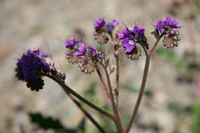 Purple Geraniums in the Field
