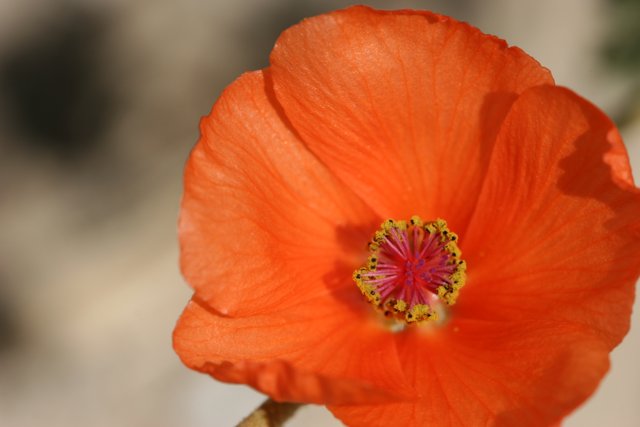 Vibrant Orange Geranium Flower