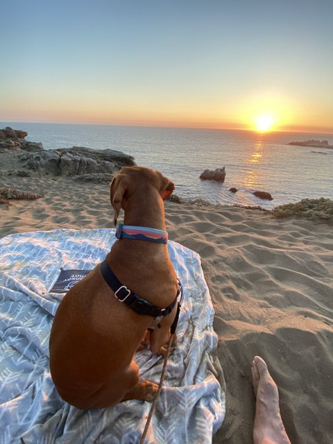 Sunset Serenity with Furry Companion