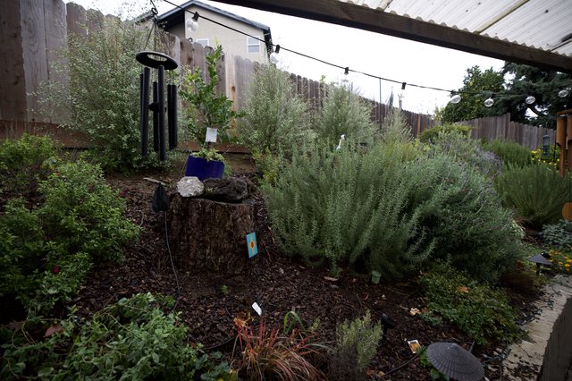 Backyard Garden Sanctuary with Wind Chimes and Herbs