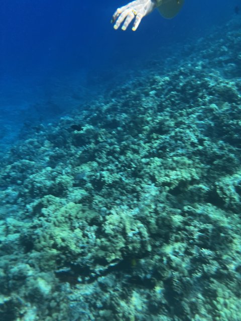 Coral Reef Swim