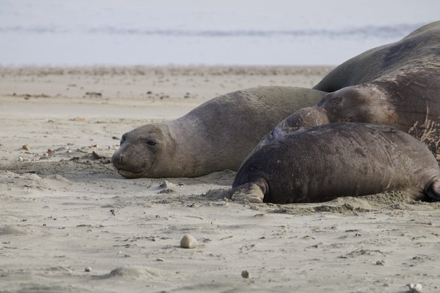 Elephant Seals Resting on Drakes Beach Shore