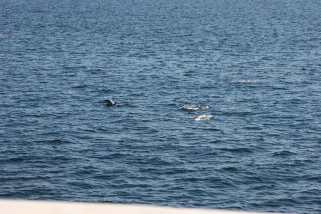 Playful Dolphin and Seal Swimming in the Ocean