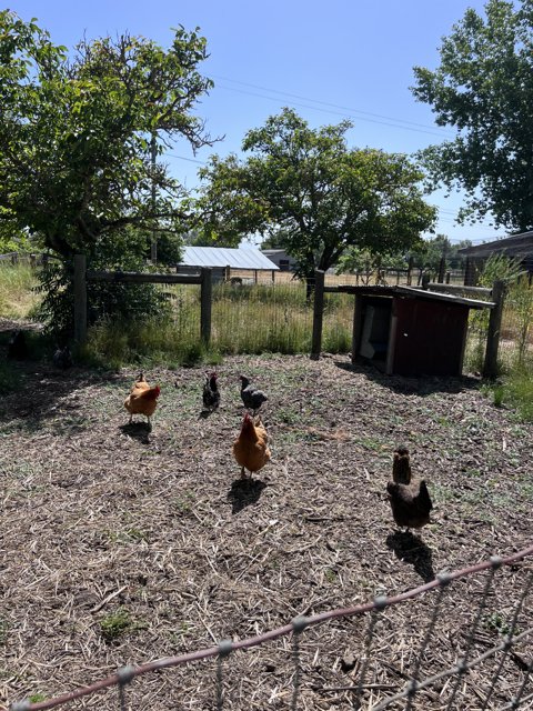 Regenerative Gardening Class: Encountering Chickens in Sonoma