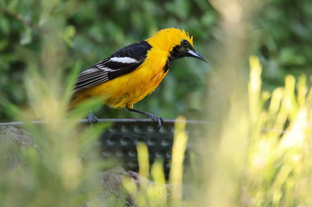 Hooded Oriole Perched on Wire in Garden Setting