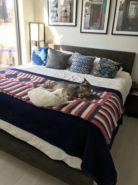 Feline Friends on the Bed