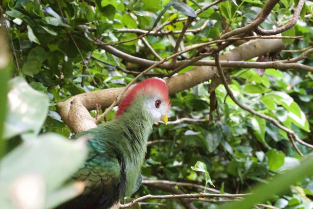 Vibrant Voices of the Rainforest