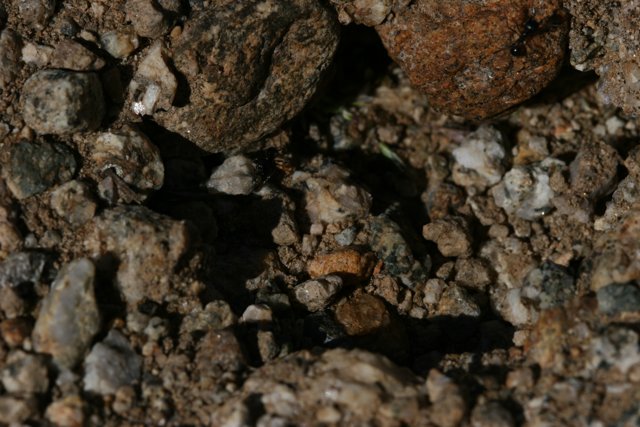A Close-up of a Rock with a Hole
