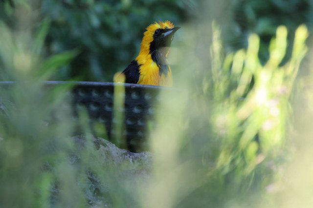 Hooded Oriole Perched Among Garden Foliage