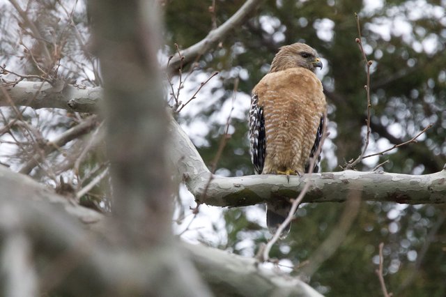 Red-Shouldered Hawk Perched on Winter Branch