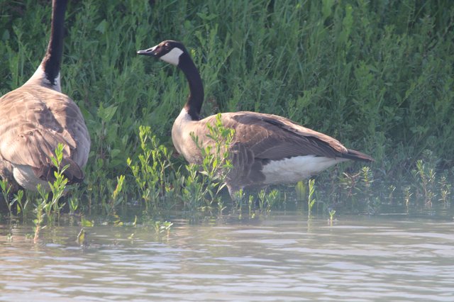 Canada Geese Pair Foraging in Shallow Wetland Waters