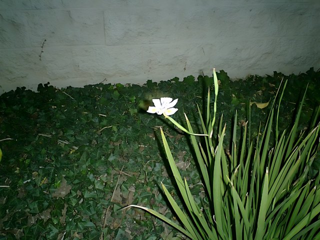 Lone Flower in the Grass