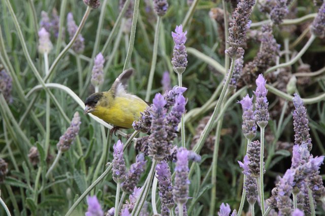 Lesser Goldfinch Perched Among Purple Lavender Blooms